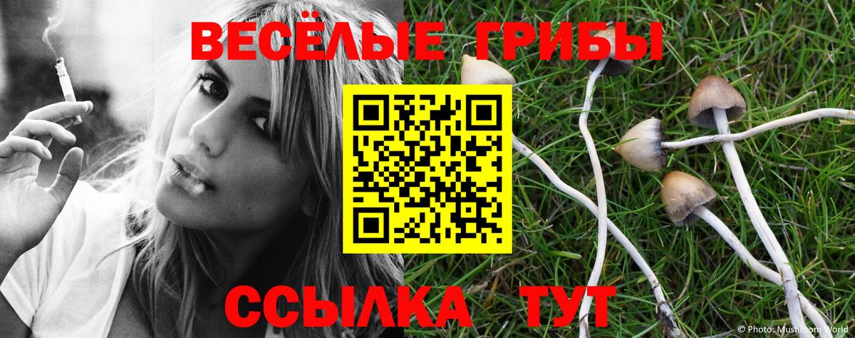 Галлюциногенные грибы Psilocybe  Вход с VPN  Заволжье 